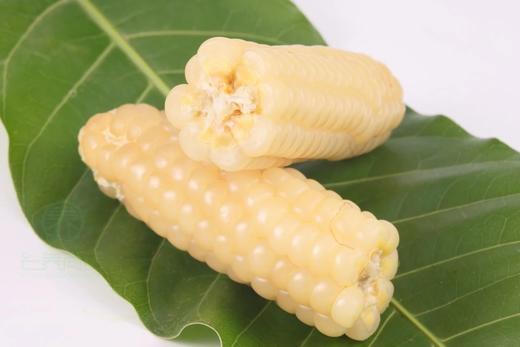 云南拇指小玉米2斤 商品图3