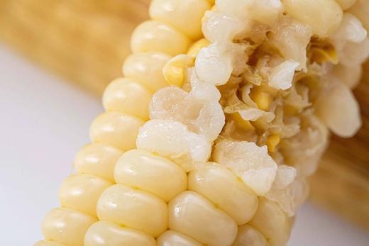 云南拇指小玉米2斤 商品图2