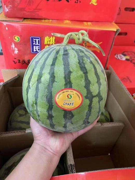 江氏黑籽麒麟瓜ppp 商品图1