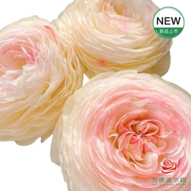 洋牡丹-浪漫-九头蛇 5枝1扎