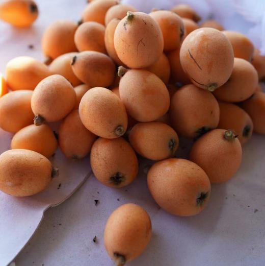 【大理鸡足山老树枇杷】五星枇杷/20多年老树/原生态种植 无膨大剂无催熟剂等等/果味香浓 小时候的味道/现摘现发 顺丰包邮 商品图8