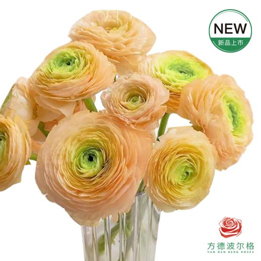 洋牡丹-超级-水彩香槟 5枝1扎  5枝一扎 商品图0