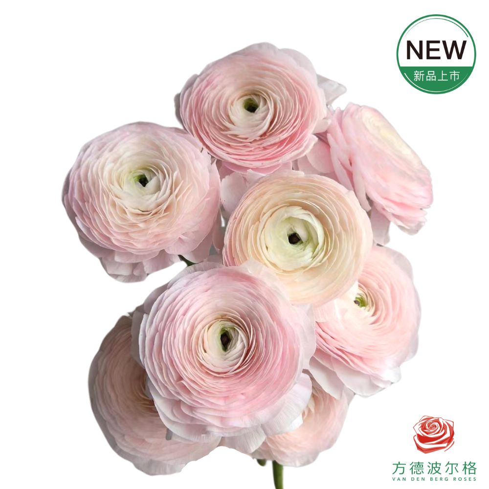 洋牡丹-超级-河内 5枝1扎