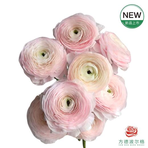 洋牡丹-超级-河内 5枝1扎 商品图0