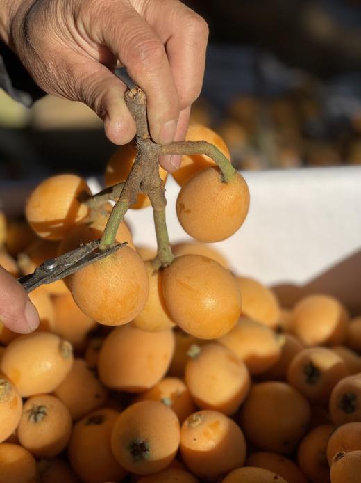 【大理鸡足山老树枇杷】五星枇杷/20多年老树/原生态种植 无膨大剂无催熟剂等等/果味香浓 小时候的味道/现摘现发 顺丰包邮 商品图5