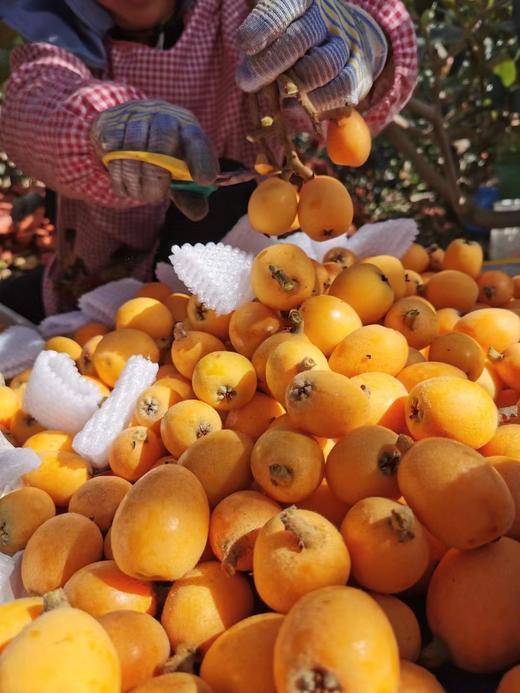 【大理鸡足山老树枇杷】五星枇杷/20多年老树/原生态种植 无膨大剂无催熟剂等等/果味香浓 小时候的味道/现摘现发 顺丰包邮 商品图7