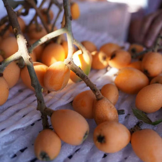 【大理鸡足山老树枇杷】五星枇杷/20多年老树/原生态种植 无膨大剂无催熟剂等等/果味香浓 小时候的味道/现摘现发 顺丰包邮 商品图6