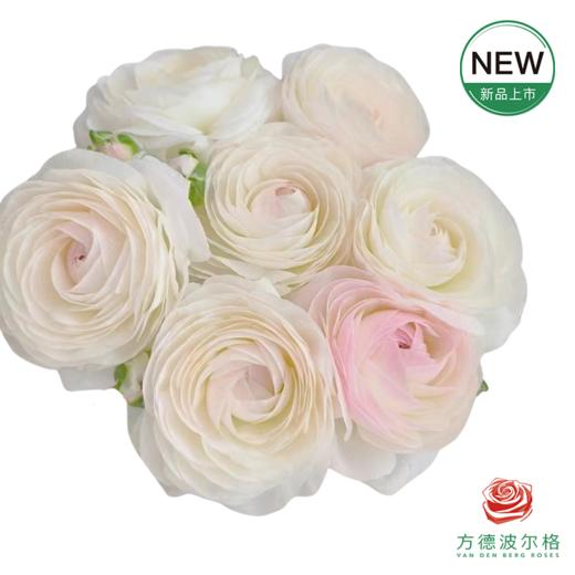 洋牡丹-超级-高山雪 5枝1扎 商品图0
