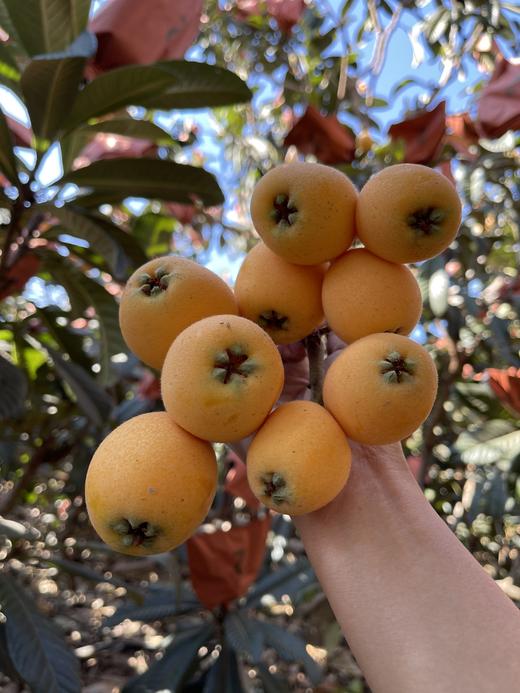 【大理鸡足山老树枇杷】五星枇杷/20多年老树/原生态种植 无膨大剂无催熟剂等等/果味香浓 小时候的味道/现摘现发 顺丰包邮 商品图4