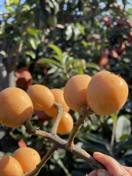 【大理鸡足山老树枇杷】五星枇杷/20多年老树/原生态种植 无膨大剂无催熟剂等等/果味香浓 小时候的味道/现摘现发 顺丰包邮 商品图3