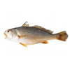黄姑鱼(三去) 400g-600g/条 商品缩略图0