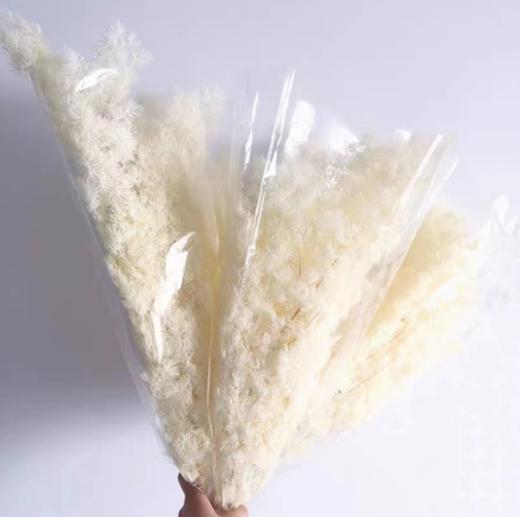 永生蓬莱松（100g） 商品图4