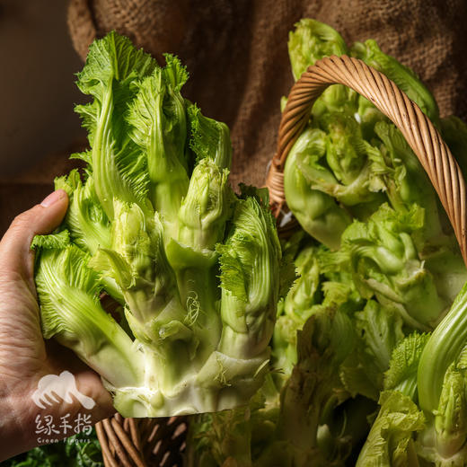 生态儿菜（抱子芥） | 绿家自产 * Eco-children food | In-House Production 商品图3