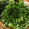 生态乌塌菜 | 绿家自产 * Eco-choy sum | Self-production 商品缩略图1