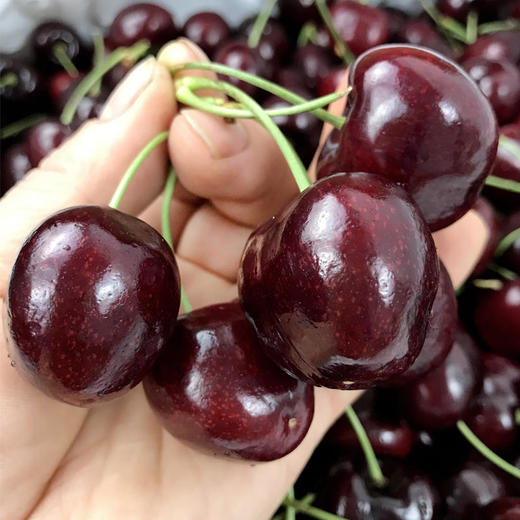 进口车厘子3J 500g/份 商品图1