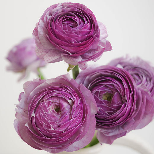洋牡丹 Ranunculus 商品图4