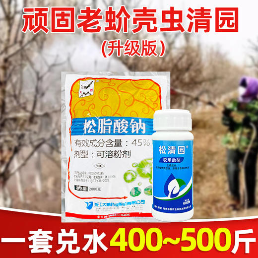 介壳虫清园专杀大鹏松脂酸钠松清园果树柑橘杨梅介壳虫矢尖蚧粉蚧 商品图4