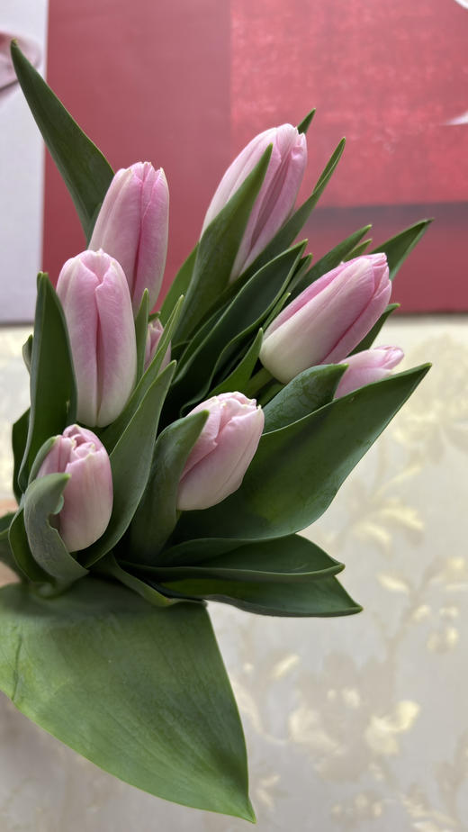 【国产郁金香】王朝粉 10枝/扎 商品图1