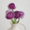 洋牡丹 Ranunculus 商品缩略图3