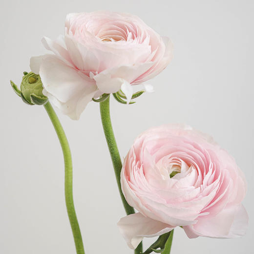洋牡丹 Ranunculus 商品图2