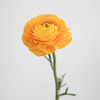洋牡丹 Ranunculus 商品缩略图6