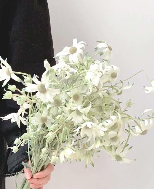 4月7日日本雪绒花-10支 商品图1