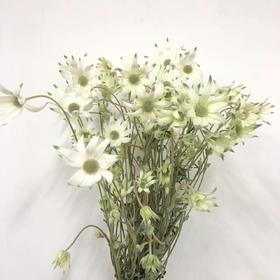 4月4日日本雪绒花-10支