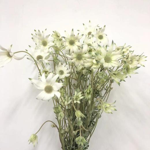 4月4日日本雪绒花-10支 商品图0