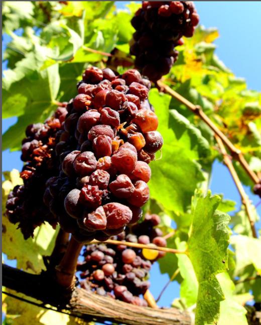 德罗戈托卡伊阿苏5筐甜型白葡萄酒2012年 DORGO TOKAJI ASZU 5 PUTTONYOS 2012 商品图2