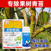 果树青苔烟煤专杀大鹏松脂酸松清园柑橘杨梅介壳蚧壳虫矢尖蚧粉蚧 商品缩略图2