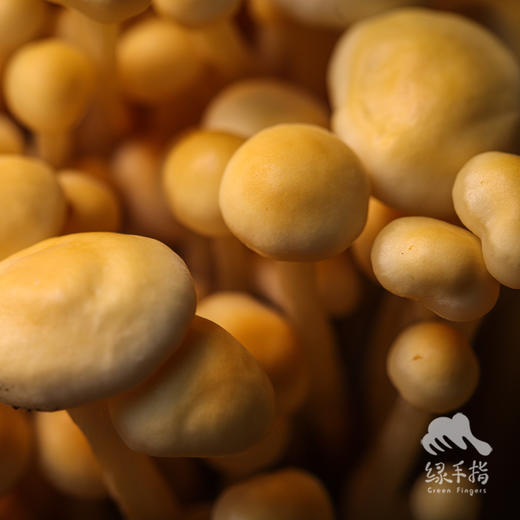 有机黄色金针菇 | 绿家自产 *ecological mushroom | Self-production 商品图5