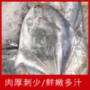 【海鲜】冰鲜东海中鲳鱼（5-6两） 商品缩略图1