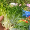生态苦菊 | 绿家自产*ecological lettuce | Self-production 商品缩略图0