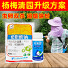 杨梅树清园专剂大鹏松脂酸钠松清园果树介壳蚧壳虫矢尖蚧粉蚧杀虫 商品缩略图1