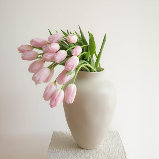 郁金香 Tulip 商品图7