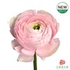 洋牡丹-超级-心跳回忆 5枝1扎 商品缩略图0