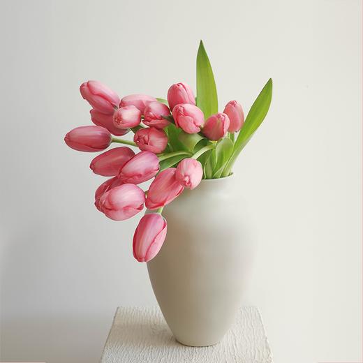 郁金香 Tulip 商品图8