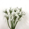 3月19日葱花白 Neapolitanum Spray White 45cm-10支 商品缩略图0