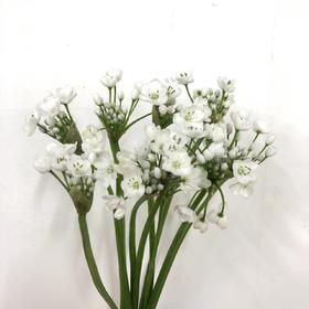 3月19日葱花白 Neapolitanum Spray White 45cm-10支