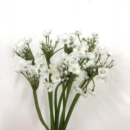 3月19日葱花白 Neapolitanum Spray White 45cm-10支 商品图0