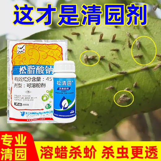 柑橘清园专用大鹏松脂酸钠松清园果树柑橘杨梅介壳虫矢尖蚧粉蚧 商品图3