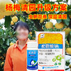 杨梅树清园专剂大鹏松脂酸钠松清园果树介壳蚧壳虫矢尖蚧粉蚧杀虫 商品缩略图4