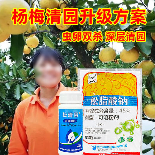 杨梅树清园专剂大鹏松脂酸钠松清园果树介壳蚧壳虫矢尖蚧粉蚧杀虫 商品图4