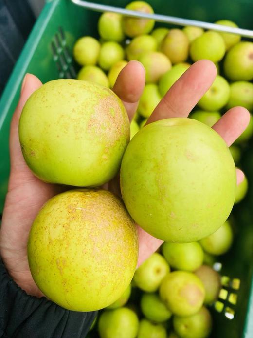 【苹果枣】云南西双版纳蜜罐苹果枣 / 清甜脆嫩多汁爽口/现摘现发包邮 商品图1