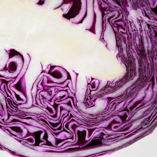 生态紫甘蓝 | 绿家自产*Ecological Cabbage | In-House Production 商品图3