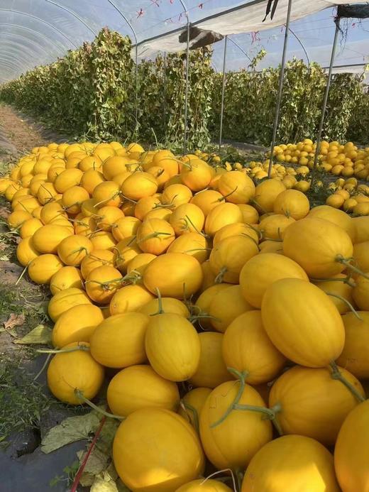 海南水果金美人蜜瓜5斤装 商品图5