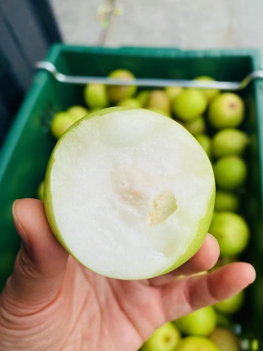 【苹果枣】云南西双版纳蜜罐苹果枣 / 清甜脆嫩多汁爽口/现摘现发包邮 商品图2