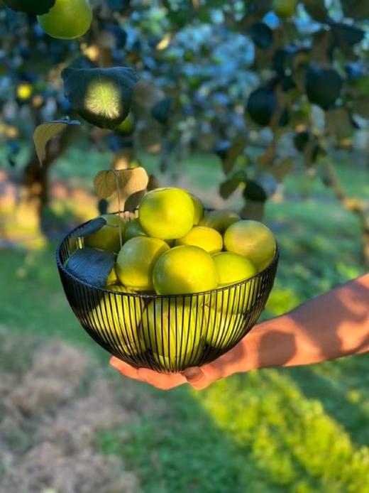 【苹果枣】云南西双版纳蜜罐苹果枣 / 清甜脆嫩多汁爽口/现摘现发包邮 商品图7