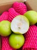【苹果枣】云南西双版纳蜜罐苹果枣 / 清甜脆嫩多汁爽口/现摘现发包邮 商品缩略图3