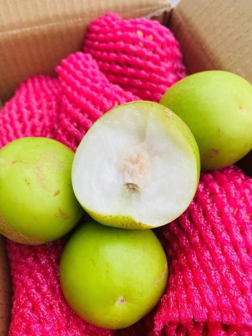 【苹果枣】云南西双版纳蜜罐苹果枣 / 清甜脆嫩多汁爽口/现摘现发包邮 商品图3